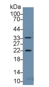 Western Blot; Sample: Mouse Skeletal muscle lysate; Primary Ab: 2µg/ml Rabbit Anti-Mouse HSPb2 Antibody Second Ab: 0.2µg/mL HRP-Linked Caprine Anti-Rabbit IgG Polyclonal Antibody