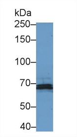 Western Blot; Sample: Rat Heart lysate; Primary Ab: 1µg/ml Rabbit Anti-Porcine NOS3 Antibody Second Ab: 0.2µg/mL HRP-Linked Caprine Anti-Rabbit IgG Polyclonal Antibody