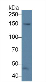 Western Blot; Sample: Human 304 cell lysate; Primary Ab: 5µg/ml Rabbit Anti-Bovine NOS3 Antibody Second Ab: 0.2µg/mL HRP-Linked Caprine Anti-Rabbit IgG Polyclonal Antibody