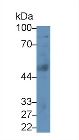 Western Blot; Sample: Human Liver lysate; Primary Ab: 5µg/ml Rabbit Anti-Human LpPLA2 Antibody Second Ab: 0.2µg/mL HRP-Linked Caprine Anti-Rabbit IgG Polyclonal Antibody