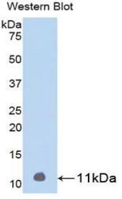 Western Blot; Sample: Recombinant protein.
