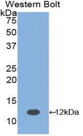 Western Blot; Sample: Recombinant protein.
