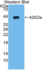 Western Blot; Sample: Recombinant protein.