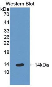 Western Blot; Sample: Recombinant protein.