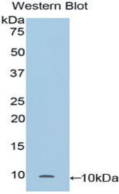 Western Blot; Sample: Recombinant protein.