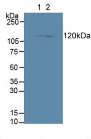 Western Blot; Sample: Lane1: Human 293T Cells; Lane2: Human HepG2 Cells.