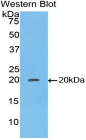 Western Blot; Sample: Recombinant protein.