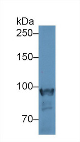 Western Blot; Sample: Mouse Skeletal muscle lysate; Primary Ab: 2µg/ml Rabbit Anti-Mouse PYGM Antibody Second Ab: 0.2µg/mL HRP-Linked Caprine Anti-Rabbit IgG Polyclonal Antibody