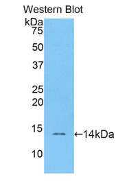 Western Blot; Sample: Recombinant protein.