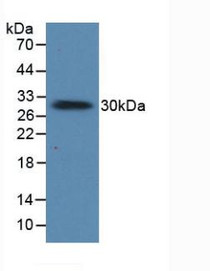 Western Blot; Sample: Porcine Large Intestine Tissue.