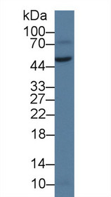 Western Blot; Sample: Rat Testis lysate; Primary Ab: 2µg/ml Rabbit Anti-Human vWA1 Antibody Second Ab: 0.2µg/mL HRP-Linked Caprine Anti-Rabbit IgG Polyclonal Antibody