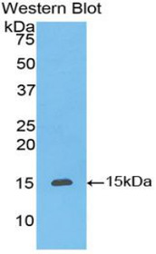 Western Blot; Sample: Recombinant protein.
