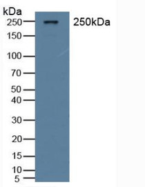 Western Blot; Sample: Rat Serum.