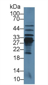 Western Blot; Sample: Mouse Liver lysate; Primary Ab: 3µg/ml Rabbit Anti-Rat CRP Antibody Second Ab: 0.2µg/mL HRP-Linked Caprine Anti-Rabbit IgG Polyclonal Antibody