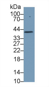 Western Blot; Sample: Porcine Cerebrum lysate; Primary Ab: 1µg/ml Rabbit Anti-Porcine Hpt Antibody Second Ab: 0.2µg/mL HRP-Linked Caprine Anti-Rabbit IgG Polyclonal Antibody