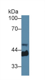 Western Blot; Sample: Mouse Serum; Primary Ab: 1µg/ml Rabbit Anti-Mouse Hpt Antibody Second Ab: 0.2µg/mL HRP-Linked Caprine Anti-Rabbit IgG Polyclonal Antibody