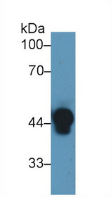 Western Blot; Sample: Human Serum; Primary Ab: 1µg/ml Rabbit Anti-Human Hpt Antibody Second Ab: 0.2µg/mL HRP-Linked Caprine Anti-Rabbit IgG Polyclonal Antibody