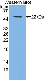 Western Blot; Sample: Recombinant protein.