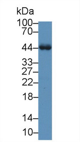 Western Blot; Sample: Rat Serum; Primary Ab: 2µg/mL Rabbit Anti-Rat a1AGP Antibody Second Ab: 0.2µg/mL HRP-Linked Caprine Anti-Rabbit IgG Polyclonal Antibody