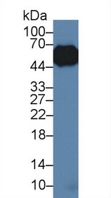Western Blot; Sample: Porcine Lung lysate; Primary Ab: 3µg/ml Rabbit Anti-Porcine a1AGP Antibody Second Ab: 0.2µg/mL HRP-Linked Caprine Anti-Rabbit IgG Polyclonal Antibody