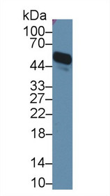 Western Blot; Sample: Mouse Serum; Primary Ab: 2µg/ml Rabbit Anti-Mouse a1AGP Antibody Second Ab: 0.2µg/mL HRP-Linked Caprine Anti-Rabbit IgG Polyclonal Antibody