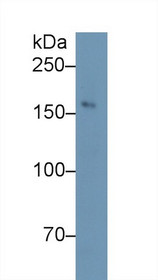 Western Blot; Sample: Mouse Cerebellum lysate; Primary Ab: 1µg/ml Rabbit Anti-Rat NOS1 Antibody Second Ab: 0.2µg/mL HRP-Linked Caprine Anti-Rabbit IgG Polyclonal Antibody