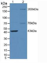 Western Blot; Sample: Lane1: Mouse Brain Tissue; Lane2: Mouse Testis Tissue.