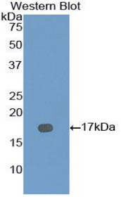 Western Blot; Sample: Recombinant protein.