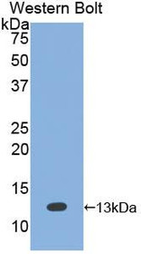 Western Blot; Sample: Recombinant protein.