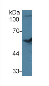 Western Blot; Sample: Bovine Cerebrum lysate; Primary Ab: 3µg/ml Rabbit Anti-Bovine BMP7 Antibody Second Ab: 0.2µg/mL HRP-Linked Caprine Anti-Rabbit IgG Polyclonal Antibody