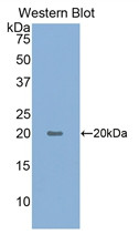 Western Blot; Sample: Recombinant protein.