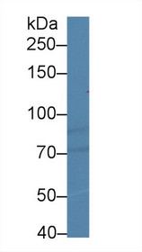 Western Blot; Sample: Human Hela cell lysate; Primary Ab: 2µg/ml Rabbit Anti-Gallus HIF1a Antibody Second Ab: 0.2µg/mL HRP-Linked Caprine Anti-Rabbit IgG Polyclonal Antibody