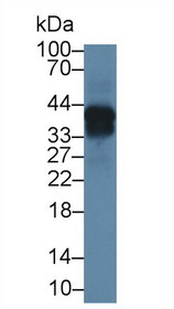 Western Blot; Sample: Mouse Lung lysate; Primary Ab: 1µg/ml Rabbit Anti-Mouse ON Antibody Second Ab: 0.2µg/mL HRP-Linked Caprine Anti-Rabbit IgG Polyclonal Antibody