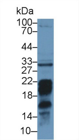 Western Blot; Sample: Mouse Liver lysate; Primary Ab: 1µg/ml Rabbit Anti-Mouse PDCD1LG2 Antibody Second Ab: 0.2µg/mL HRP-Linked Caprine Anti-Rabbit IgG Polyclonal Antibody