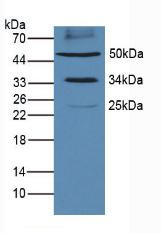 Western Blot; Sample: Mouse Heart Tissue.