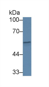 Western Blot; Sample: Human Serum; Primary Ab: 1µg/ml Rabbit Anti-Human CFP Antibody Second Ab: 0.2µg/mL HRP-Linked Caprine Anti-Rabbit IgG Polyclonal Antibody