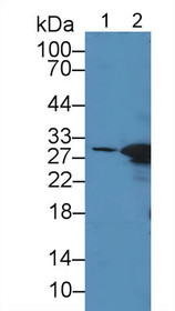 Carbonic Anhydrase II (CA2) Polyclonal Antibody, CAU27156