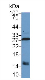 Western Blot; Sample: Canine Stomach lysate; Primary Ab: 1µg/ml Rabbit Anti-Canine CA2 Antibody Second Ab: 0.2µg/mL HRP-Linked Caprine Anti-Rabbit IgG Polyclonal Antibody