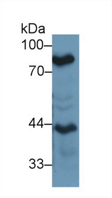 Western Blot; Sample: Mouse Lung lysate; Primary Ab: 1µg/ml Rabbit Anti-Mouse LTF Antibody Second Ab: 0.2µg/mL HRP-Linked Caprine Anti-Rabbit IgG Polyclonal Antibody