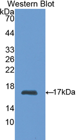 Western Blot; Sample: Recombinant protein.