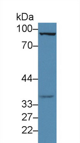 Western Blot; Sample: Rat Testis lysate; Primary Ab: 3µg/ml Rabbit Anti-Rat FOXM1 Antibody Second Ab: 0.2µg/mL HRP-Linked Caprine Anti-Rabbit IgG Polyclonal Antibody