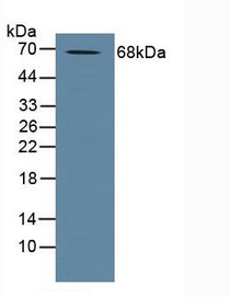 Western Blot; Sample: Human Placenta Tissue.