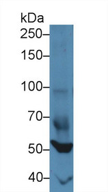 Western Blot; Sample: Mouse Heart lysate; Primary Ab: 3µg/ml Rabbit Anti-Mouse FOXP1 Antibody Second Ab: 0.2µg/mL HRP-Linked Caprine Anti-Rabbit IgG Polyclonal Antibody
