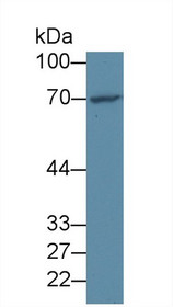 Western Blot; Sample: Human Hela cell lysate; Primary Ab: 2µg/ml Rabbit Anti-Human FOXO1 Antibody Second Ab: 0.2µg/mL HRP-Linked Caprine Anti-Rabbit IgG Polyclonal Antibody