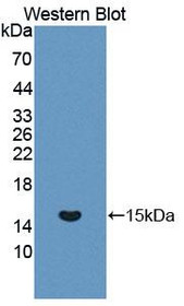 Western Blot; Sample: Recombinant protein.