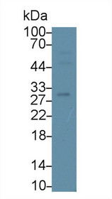 Western Blot; Sample: Human Raji cell lysate; Primary Ab: 1µg/ml Rabbit Anti-Mouse cADPRH Antibody Second Ab: 0.2µg/mL HRP-Linked Caprine Anti-Rabbit IgG Polyclonal Antibody