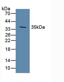 Western Blot; Sample: Porcine Brain Tissue.