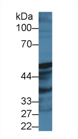 Western Blot; Sample: Rat Prostate lysate; Primary Ab: 2µg/ml Rabbit Anti-Human PTGIS Antibody Second Ab: 0.2µg/mL HRP-Linked Caprine Anti-Rabbit IgG Polyclonal Antibody
