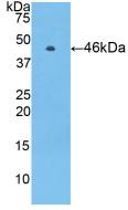 Western Blot; Sample: Recombinant PROC, Human.