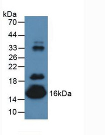 Western Blot; Sample: Mouse Serum.